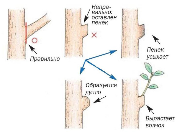 Как подрезать деревья
