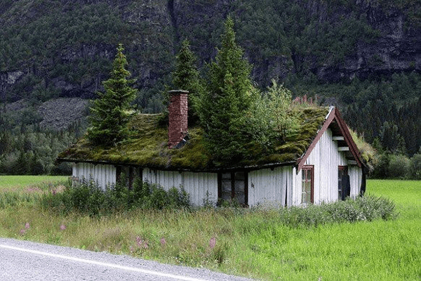 Недостатки Зеленой крыши