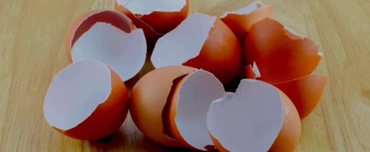 Топ причин не выбрасывать яичную скорлупу: как ее используют (фото)