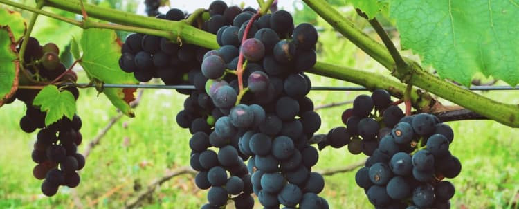 Вызревание виноградной лозы