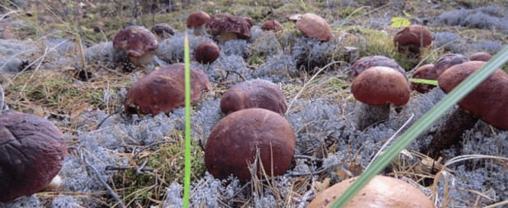 Как вырастить грибы у себя на даче
